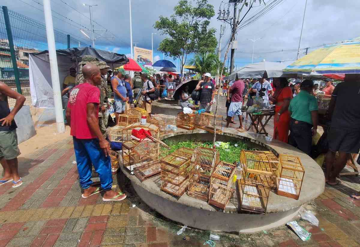 Polícia resgata 21 aves silvestres em Feira do Rolo de Salvador
