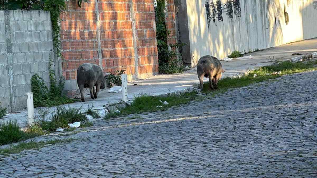 Porcos na Rua Miranda, no bairro Mangabeira