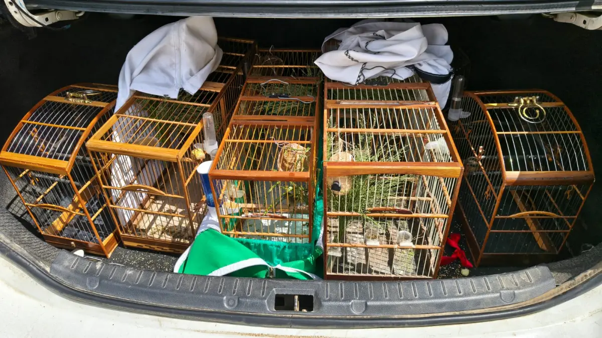 Polícia Rodoviária Federal resgata 10 aves silvestres em Antônio Cardoso