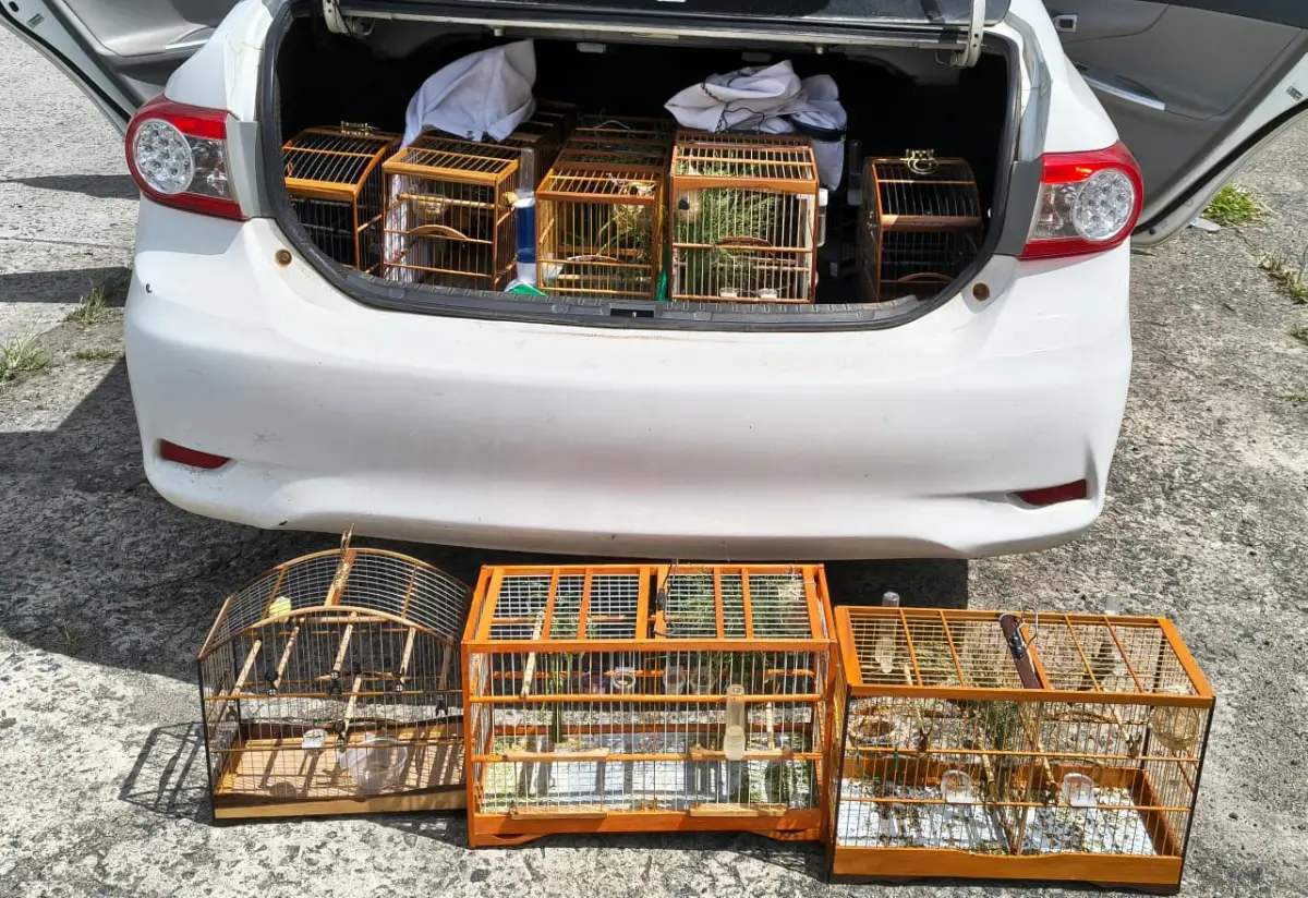 Polícia Rodoviária Federal resgata 10 aves silvestres em Antônio Cardoso