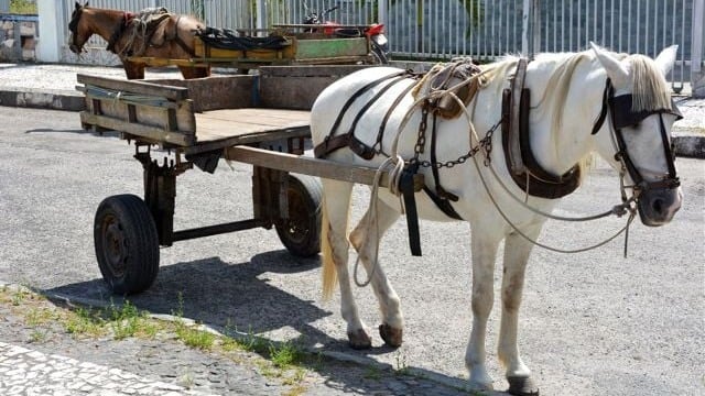 Carroças: veículos que fazem parte da história da cidade princesa