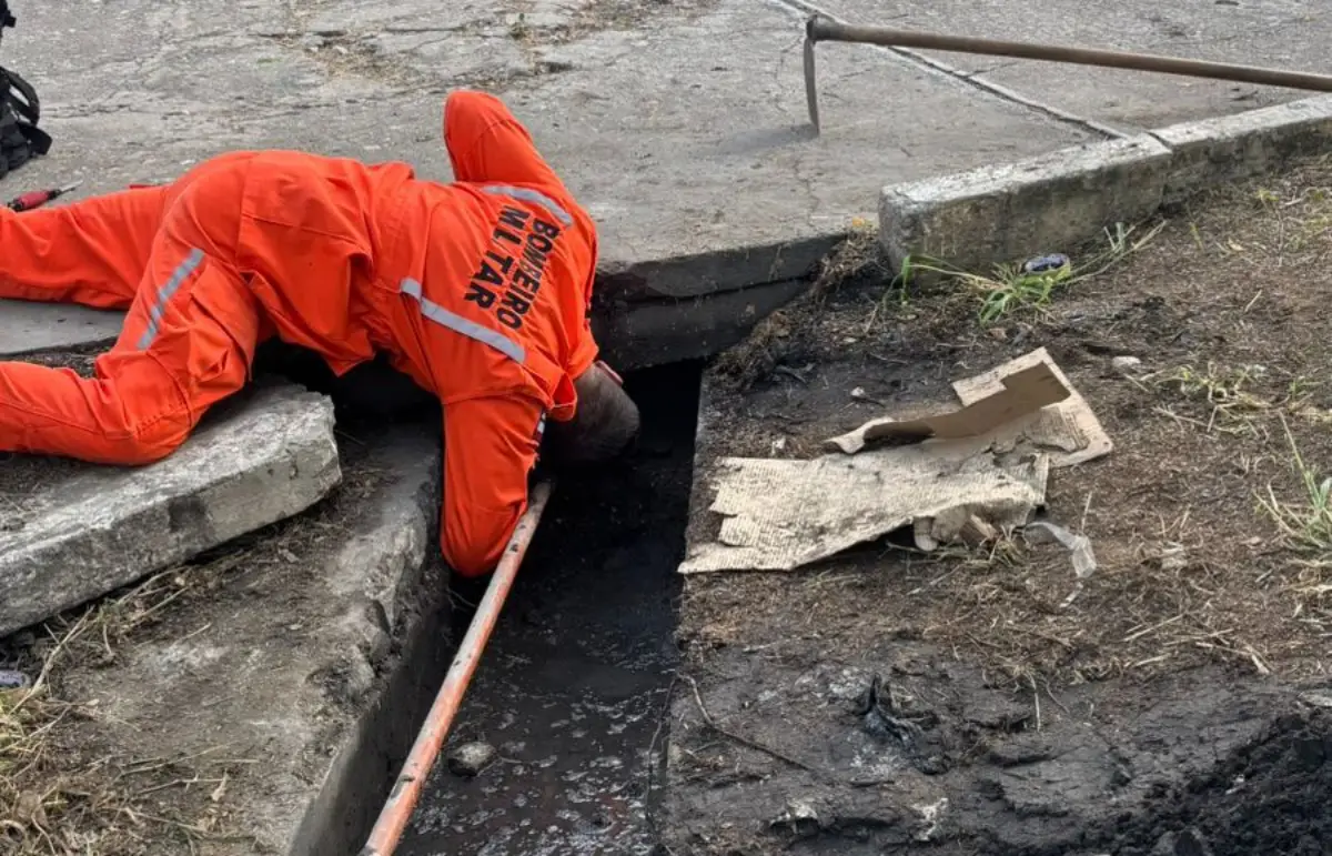 filhotes são resgatados