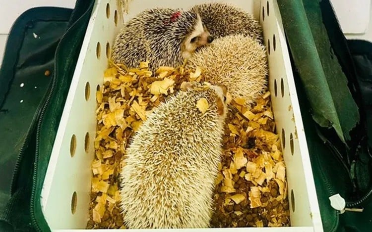 Ouriços pigmeus africanos