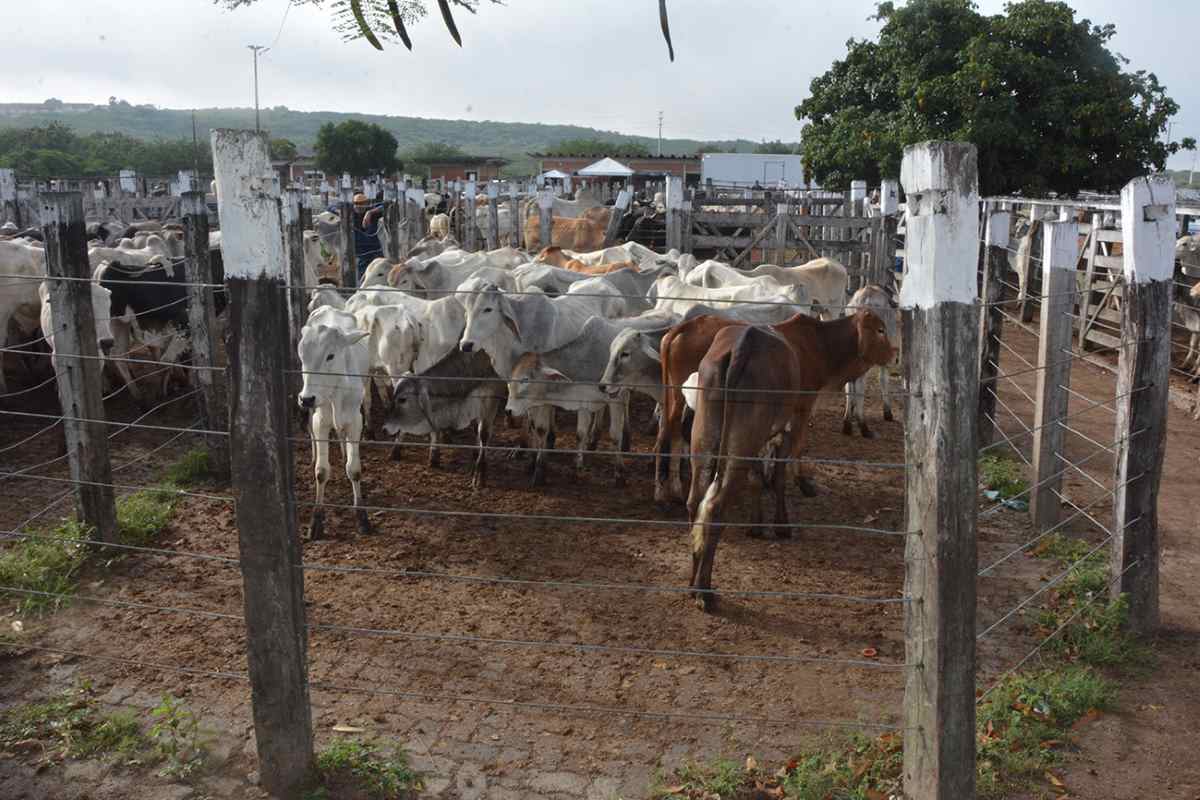 Campo do Gado Novo