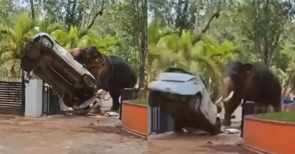 Elefante ataca veículo e mata cuidador na Índia; veja o vídeo