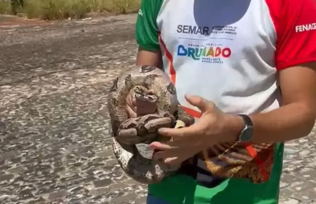 Jiboia - cobra