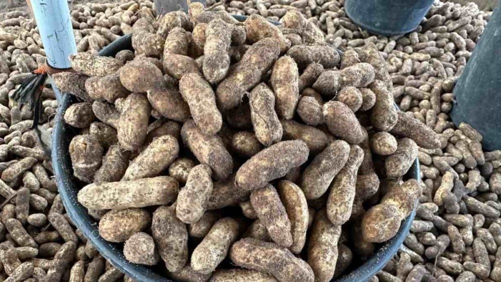 Produtos típicos já podem ser encontrados no Centro de Abastecimento em Feira de Santana