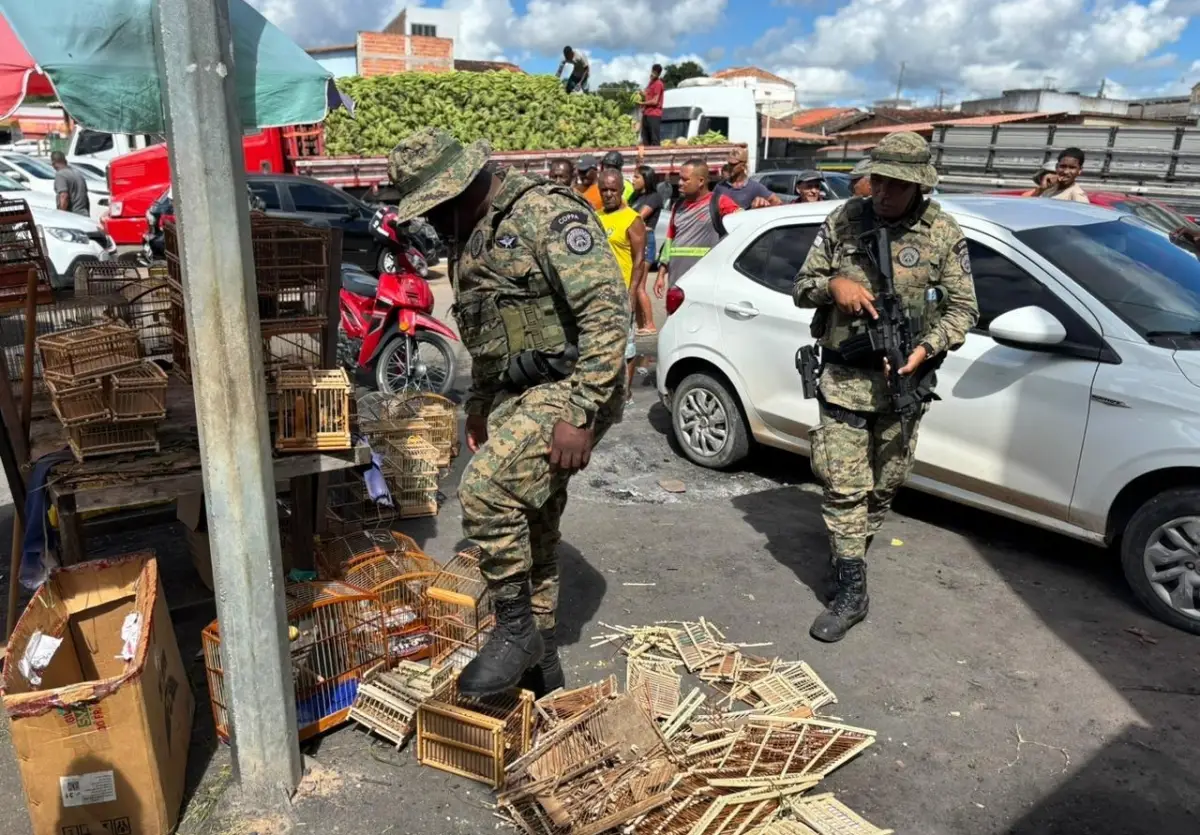 Polícia Militar combate tráfico de animais e resgata 65 aves em Feira de Santana e Alagoinhas