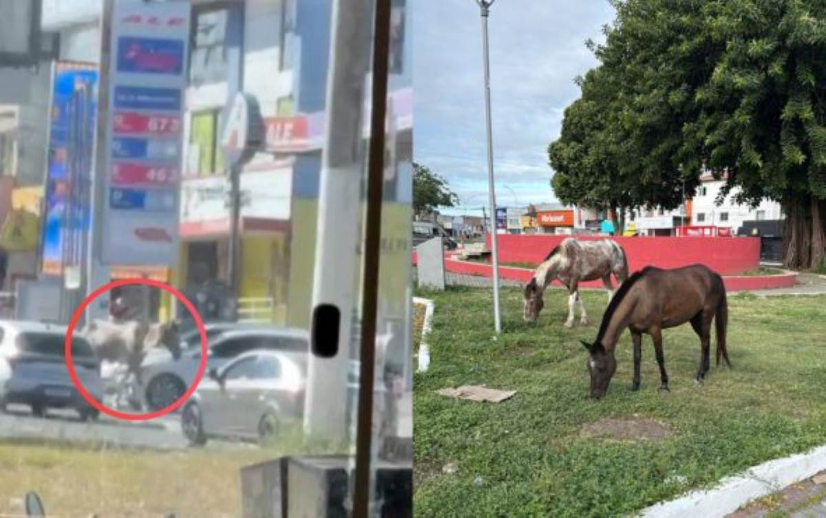 cavalos no centro de feira