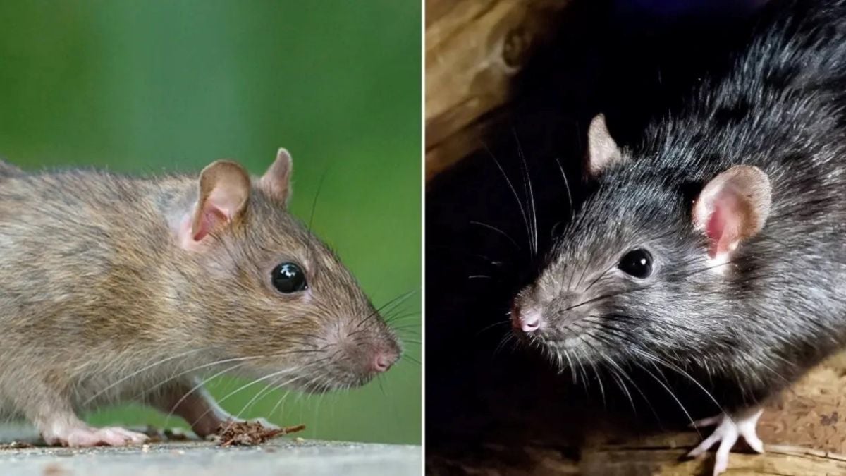 Hantavirus