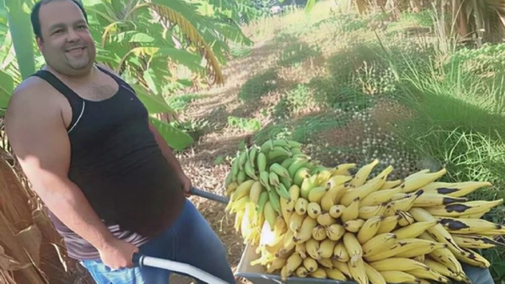 Produtor colhe cacho de banana-da-terra com mais de 50 quilos