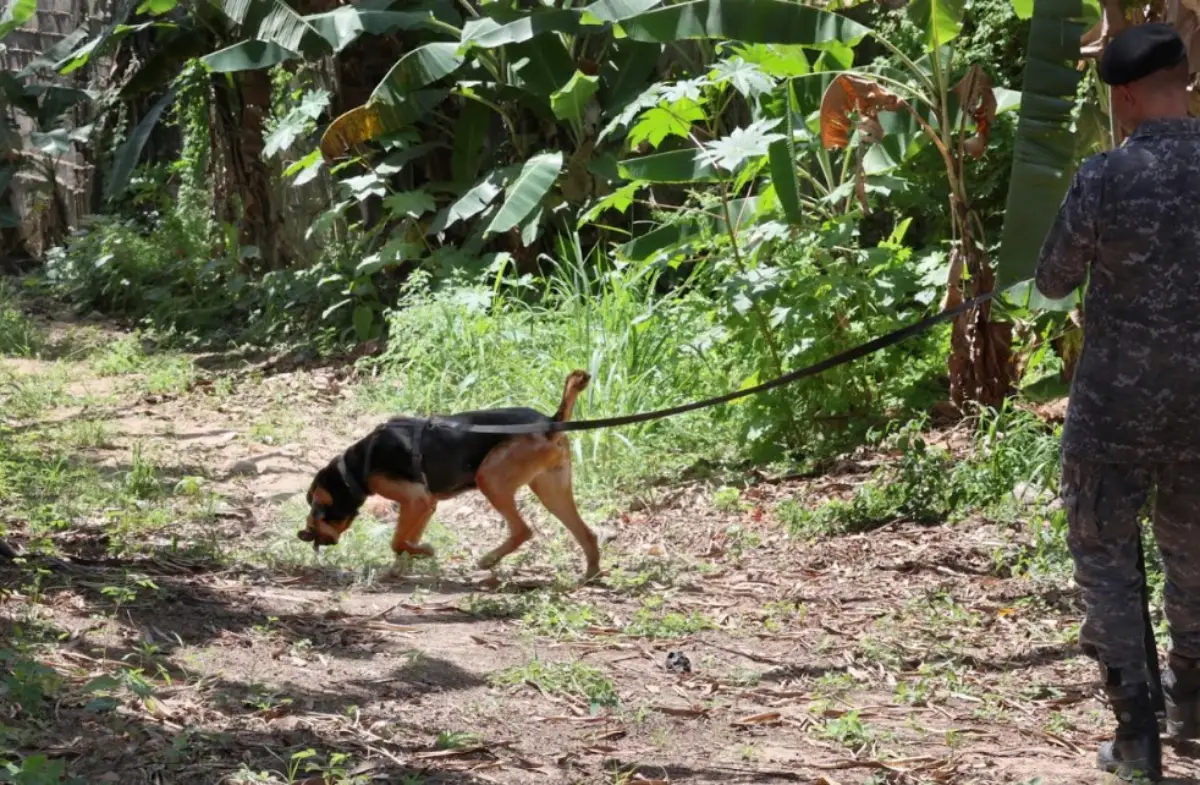 PMs são capacitados para conduzir cães em buscas por pessoas desaparecidas