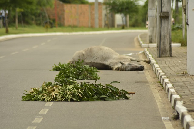 Prefeitura remove animal envolvido em acidente na Avenida Ayrton Senna