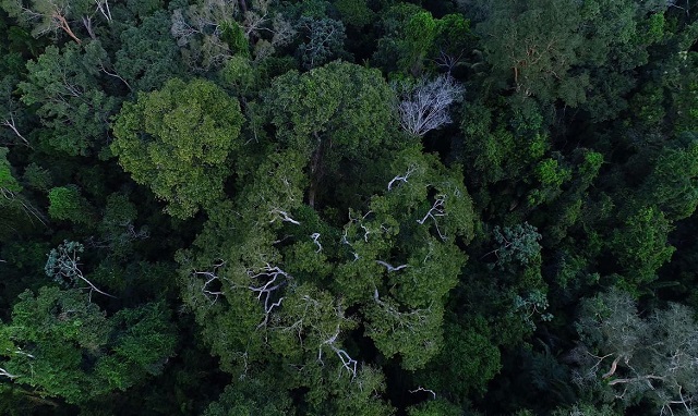 Senado aprova a criação da Campanha Junho Verde