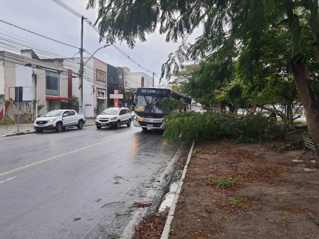 Galhos de árvore caem na Getúlio Vargas e tomam parte da via