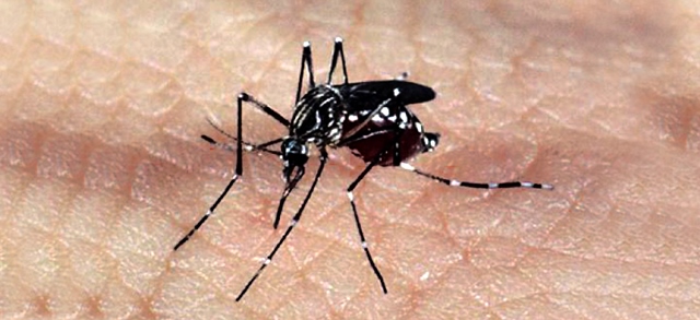 aedes_dengue_zika