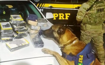 cão farejador da PRF Bahia
