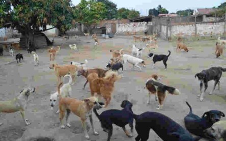 APA realiza Bazar_