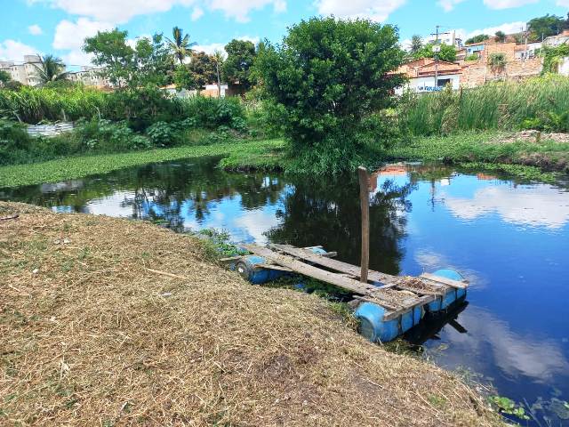 centenas de peixes morrem em riacho da Mangabeira