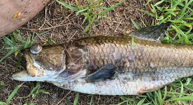 Peixe morto em Riacho da Pindoba