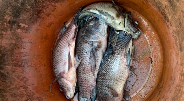 Peixes mortos em riacho na Mangabeira