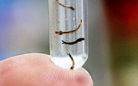 Larva da Dengue