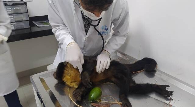 macaco prego no veterinário