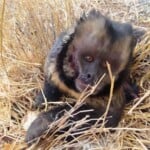 macaco prego