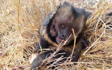 macaco prego