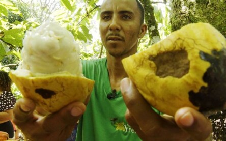 Cacau do Sul da Bahia