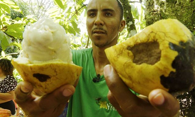 Cacau do Sul da Bahia