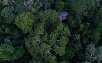 Floresta Amazônica vista de cima