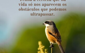 Mensagem do dia