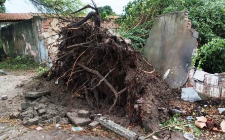 Queda de árvore nos fundos do Colégio Estadual Eraldo Tinoco, no Jomafa, em Feira de Santana (Foto: Paulo José/ Acorda Cidade)