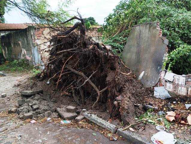 Queda de árvore nos fundos do Colégio Estadual Eraldo Tinoco, no Jomafa, em Feira de Santana (Foto: Paulo José/ Acorda Cidade)