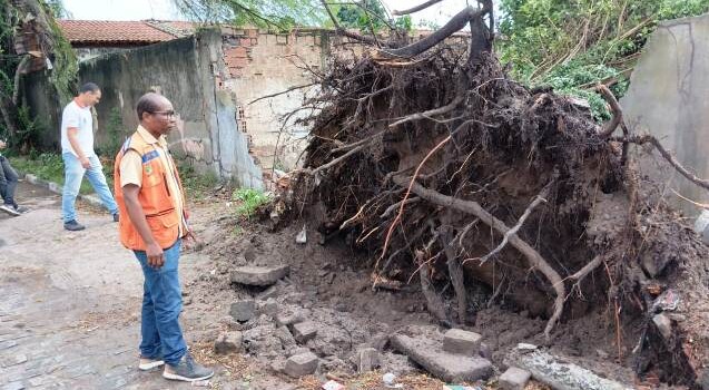 Queda de árvore nos fundos do Colégio Estadual Eraldo Tinoco, no Jomafa, em Feira de Santana (Foto: Paulo José/ Acorda Cidade)