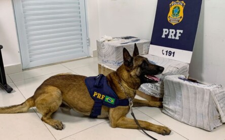 cão farejador da prf k9