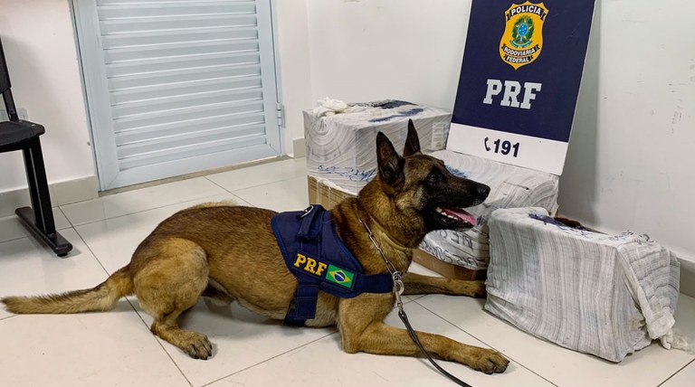 cão farejador da prf k9