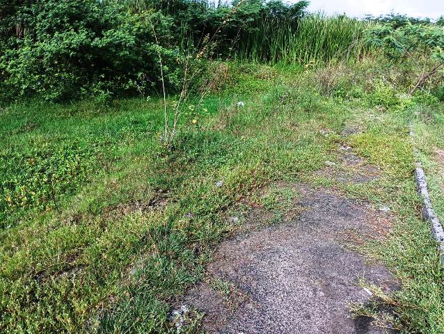 Construída há quase 6 anos, pista de Cooper do Parque Lagoa do Subaé abandonada se transformou em matagal (Foto: Paulo José/ Acorda Cidade)