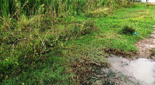 Construída há quase 6 anos, pista de Cooper do Parque Lagoa do Subaé abandonada se transformou em matagal (Foto: Paulo José/ Acorda Cidade)