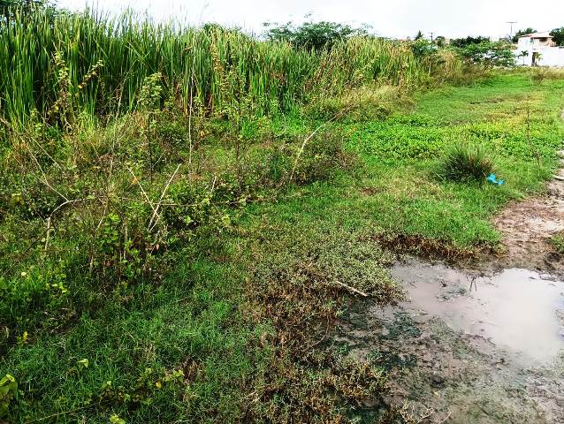 Construída há quase 6 anos, pista de Cooper do Parque Lagoa do Subaé abandonada se transformou em matagal (Foto: Paulo José/ Acorda Cidade)