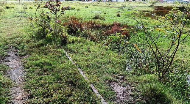 Construída há quase 6 anos, pista de Cooper do Parque Lagoa do Subaé abandonada se transformou em matagal (Foto: Paulo José/ Acorda Cidade)