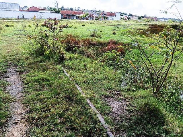 Construída há quase 6 anos, pista de Cooper do Parque Lagoa do Subaé abandonada se transformou em matagal (Foto: Paulo José/ Acorda Cidade)