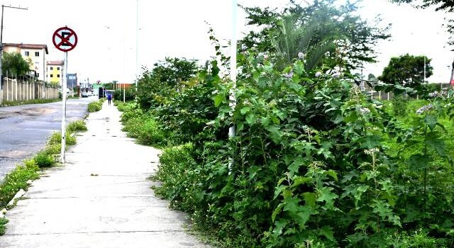 Buracos e mato tomam conta da Avenida Antônio Bernadino de Carvalho, no bairro Pedra do Descanso, na região do Vila Olímpia. (Foto: Ed Santos/Acorda Cidade)