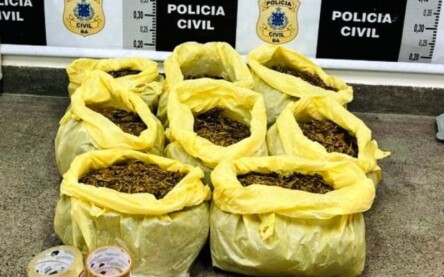 Maconha apreendida na Pedra Ferrada. (Foto: Divulgação/ Polícia Civil)