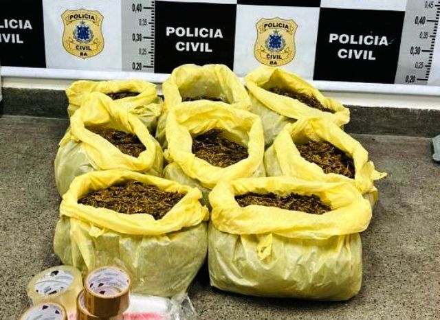 Maconha apreendida na Pedra Ferrada. (Foto: Divulgação/ Polícia Civil)