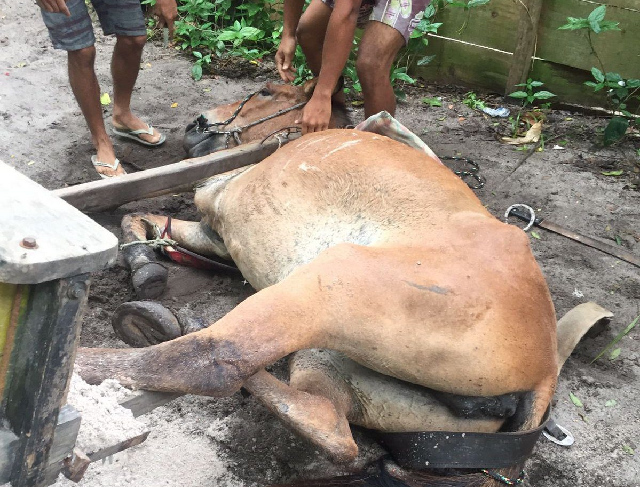 Cavalo vítima de maus-tratos em Porto Seguro