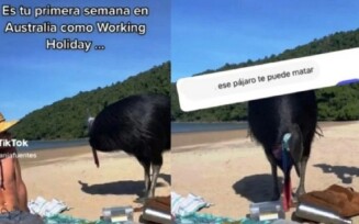 Foto: Casuar
