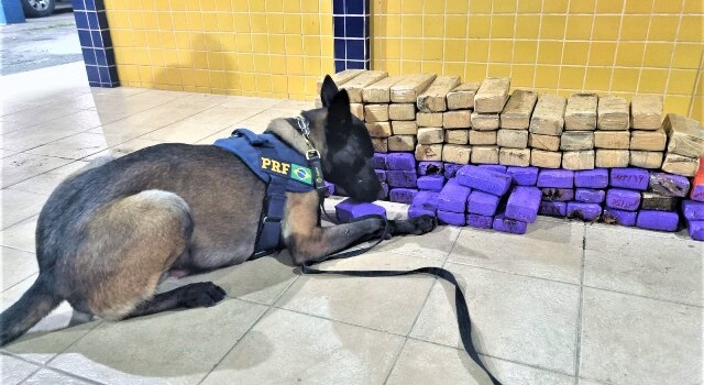 Maconha apreendida em ônibus em Feira de Santana