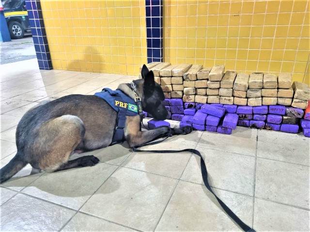 Maconha apreendida em ônibus em Feira de Santana